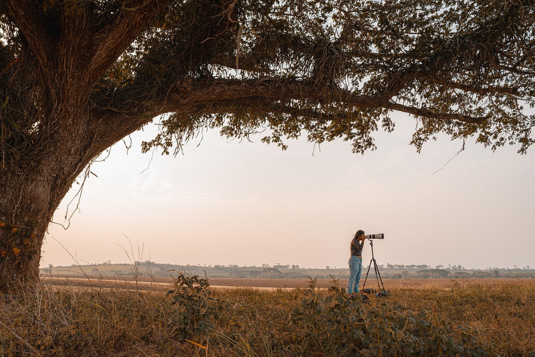 ronaldplett-tree-7963026_1280