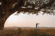ronaldplett-tree-7963026_1280
