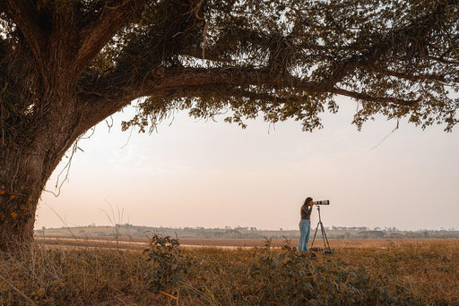 ronaldplett-tree-7963026_1280